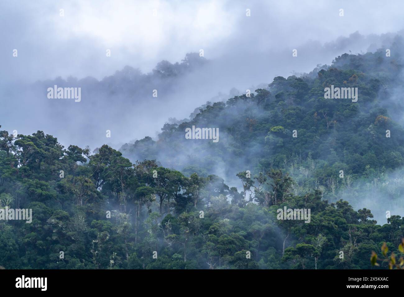 Costa Rica, Cordillera de Talamanca. Nebel im tropischen Dschungel. Stockfoto