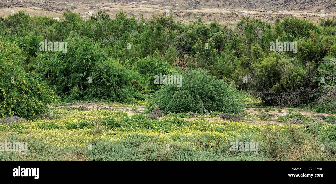 Gelbe, grüne, weiße und violette Blüten in der Namib-Wüste nach den ersten Regenfällen. Stockfoto