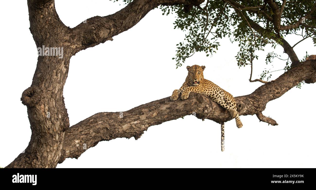 Ein männlicher Leopard, Panthera pardus, liegt auf einem Ast. Stockfoto