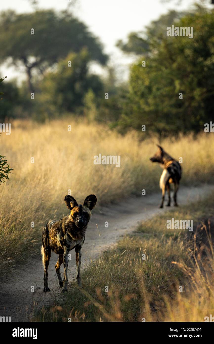 Zwei wilde Hunde, Lycaon Pictus, gehen zusammen. Stockfoto