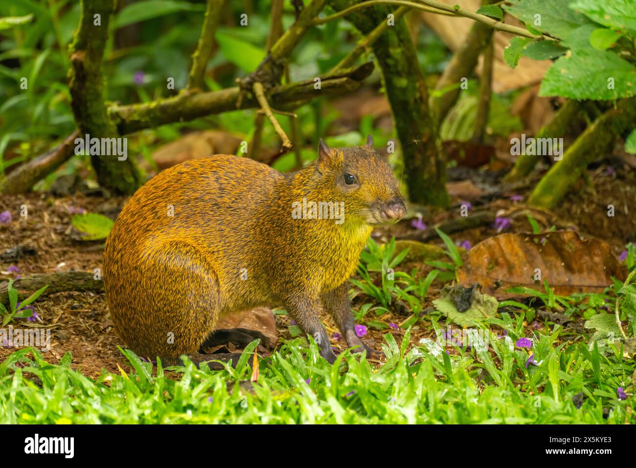 Costa Rica, Tuis-Tal. Nahaufnahme des Agouti-Tieres. Stockfoto