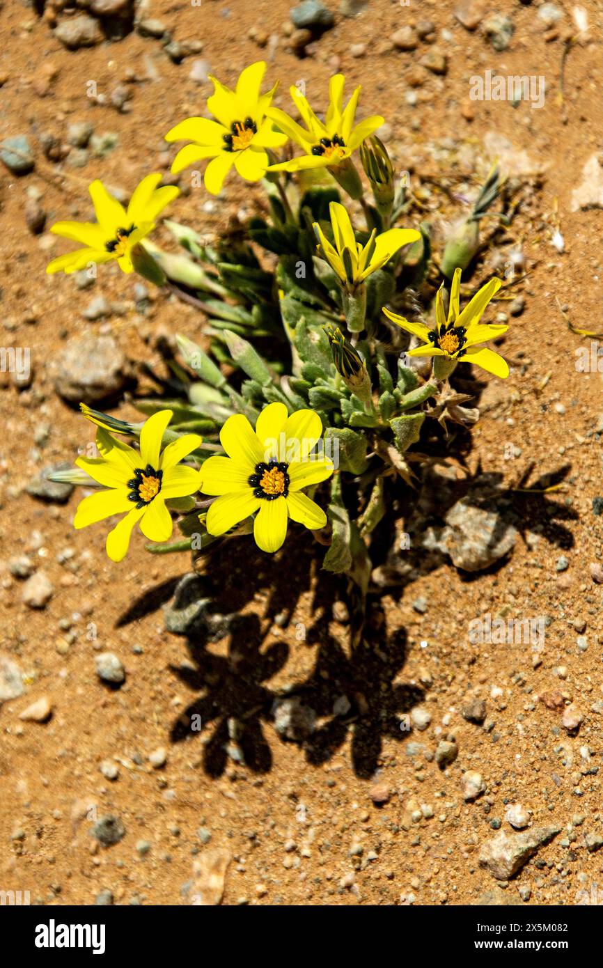 Gazania lichtensteinii Stockfoto