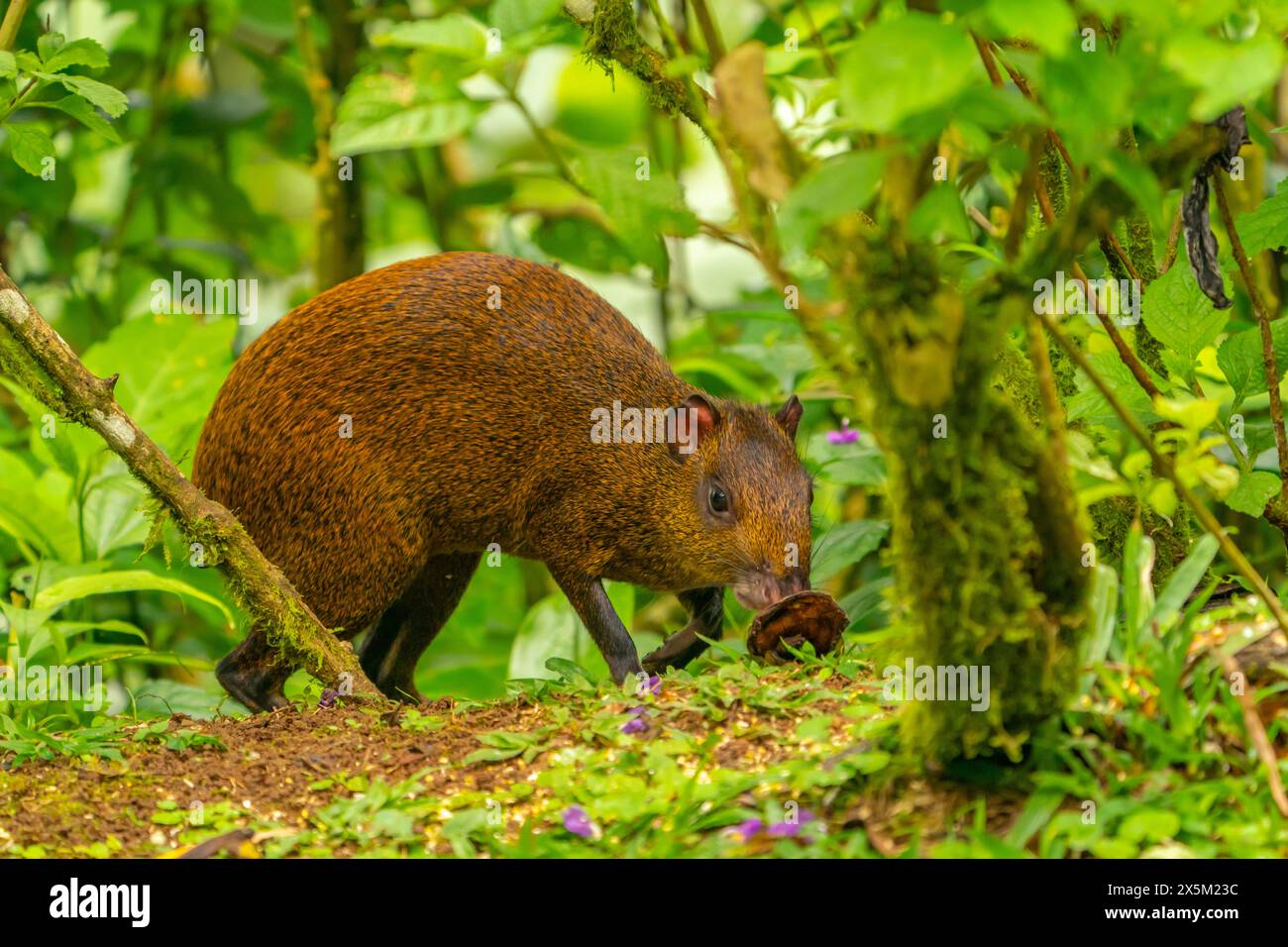 Costa Rica, Tuis-Tal. Nahaufnahme des Agouti-Tieres. Stockfoto