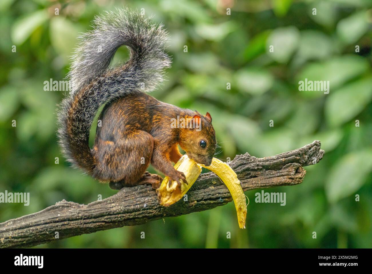 Costa Rica, Tuis-Tal. Buntes Eichhörnchen, das Bananen isst. Stockfoto