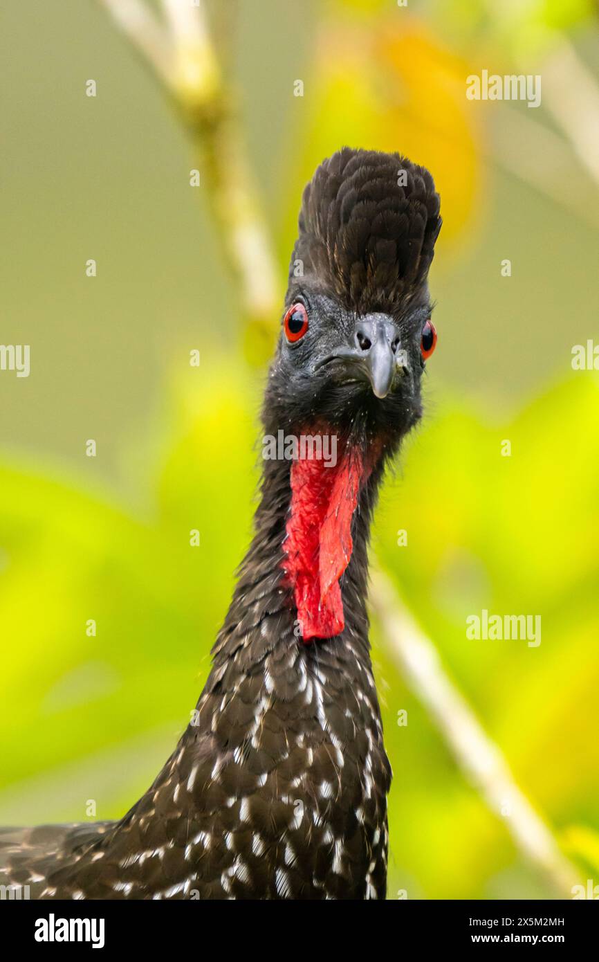 Costa Rica, La Selva Biologische Forschungsstation. Porträt des schwarzen guan-Vogels. Stockfoto