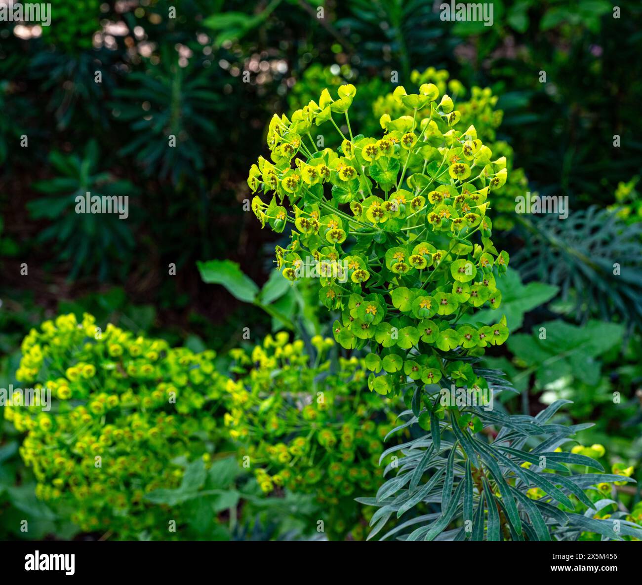 Große mediterrane Blütenpracht (Eforbia characias). Botanischer Garten, KIT Karlsruhe, Deutschland, Europa Stockfoto