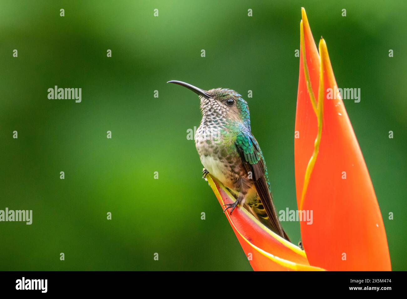 Costa Rica Weisshalsiger Jakobiner Kolibri, Weibchen, bei Helikonia Stockfoto