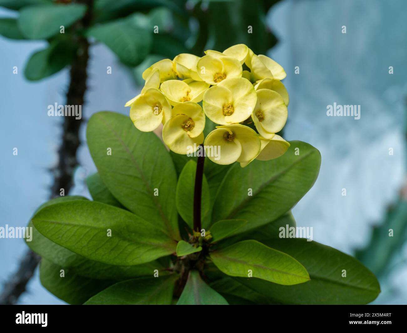 Dornenkrone oder Christuspflanze (euphorbia speciosa), heimisch in Madagaskar. Botanischer Garten, Kit, Karlsruhe, Deutschland, Europa Stockfoto