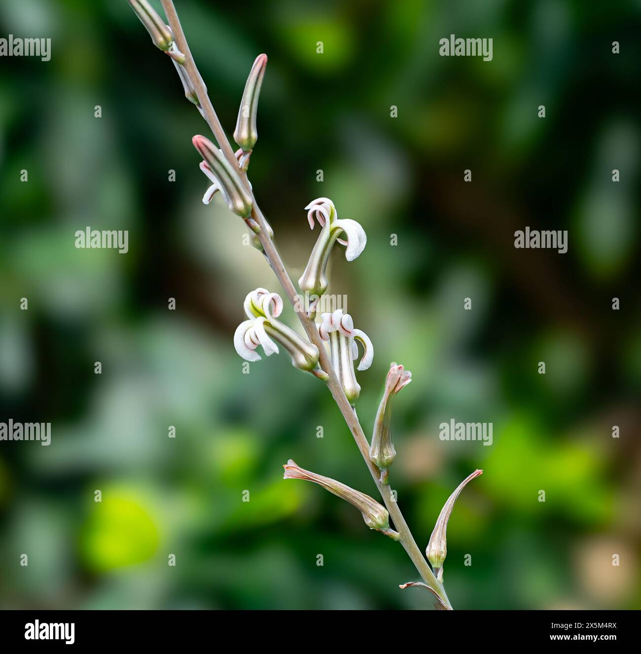 Haworthia limifolia Kaktusblüte. Botanischer Garten, Kit Karlsruhe, Deutschland, Europa Stockfoto