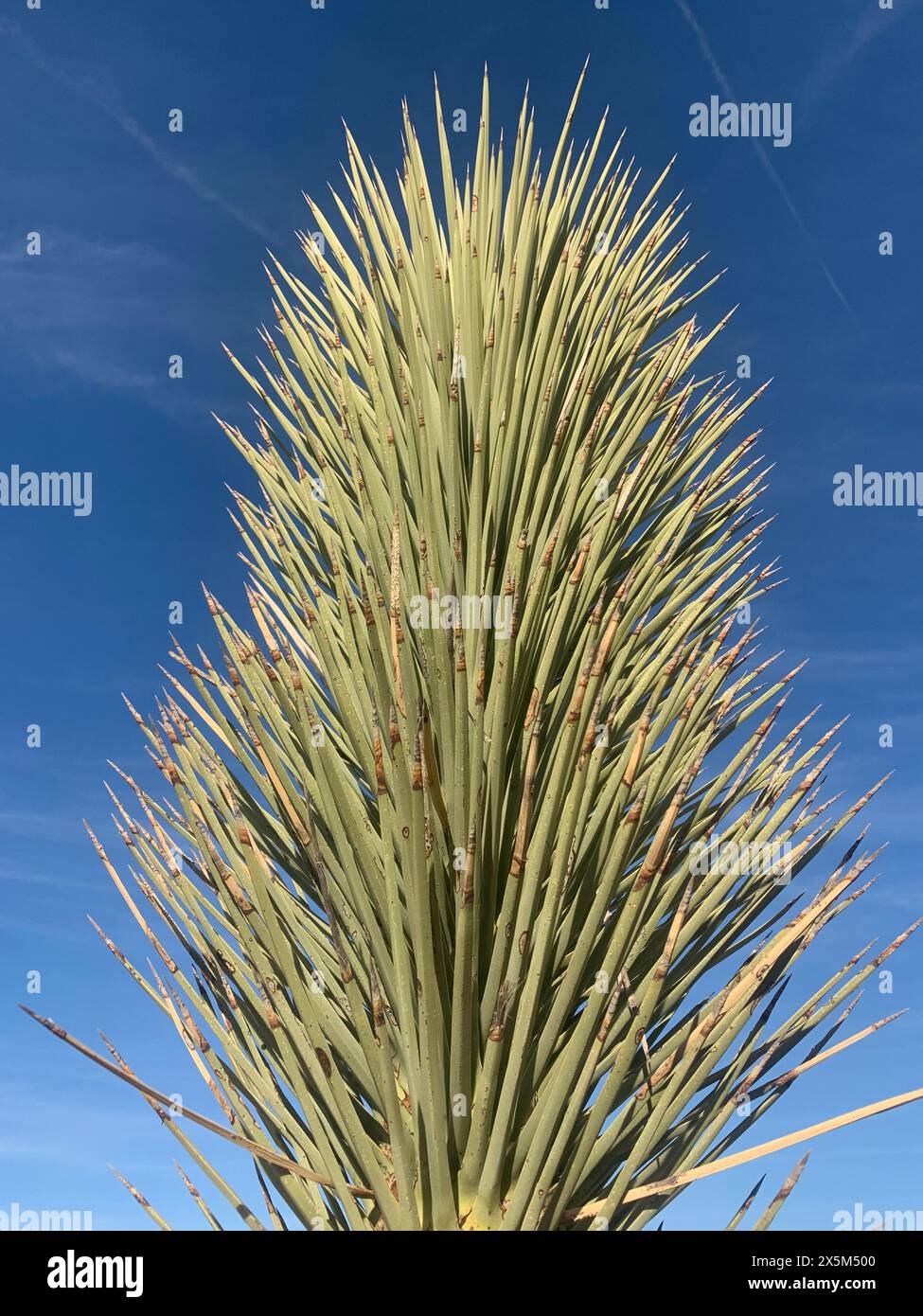Yucca brevifolia gegen den blauen Himmel Stockfoto