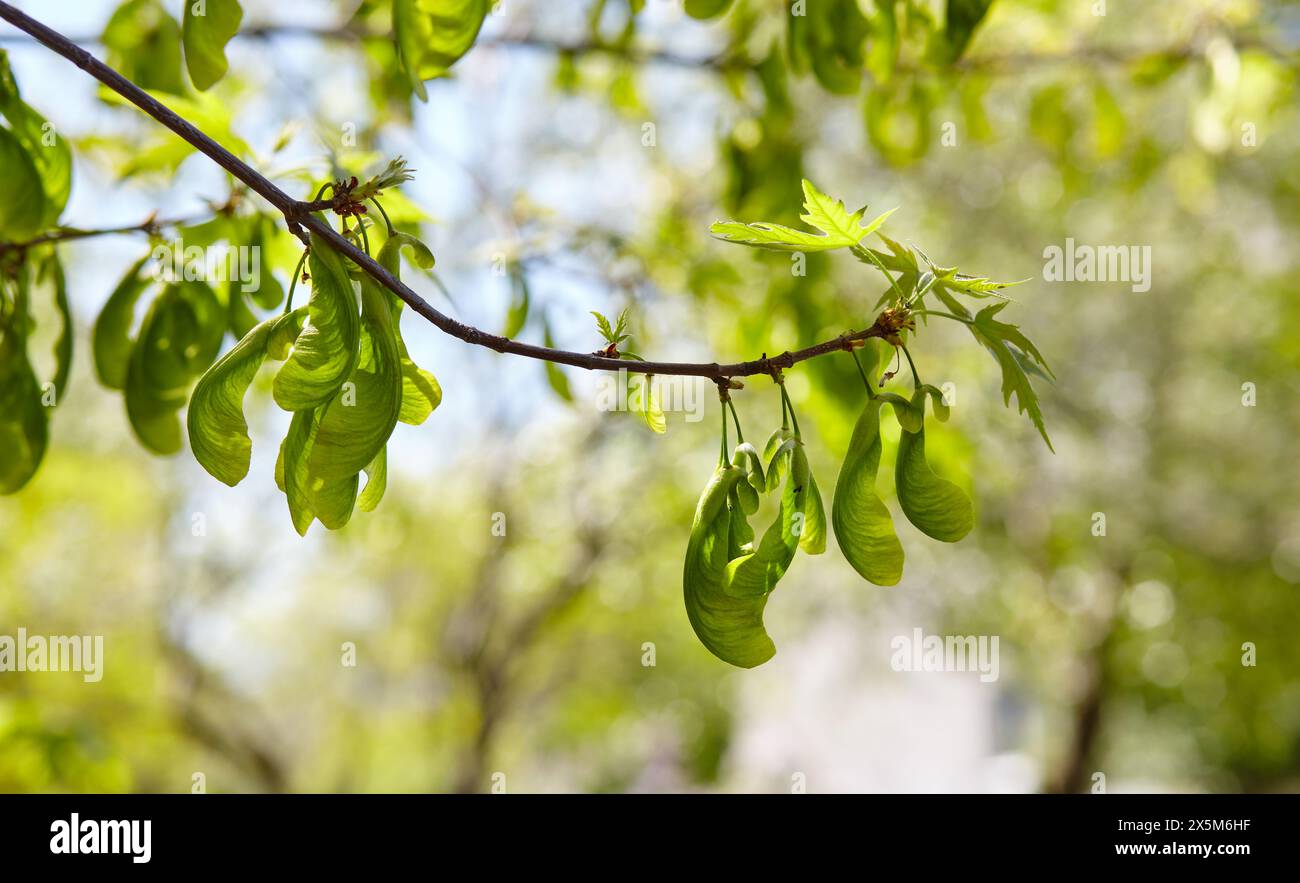 Blätter und Samen von Box Holder (Acer negundo) oder Ahornholz im Frühling. Verschwommenes Bild, selektiver Fokus Stockfoto