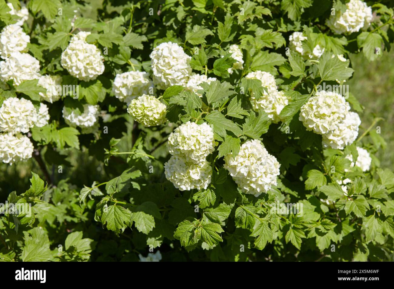 Wunderschöne weiße Kugeln des blühenden Viburnum opulus Roseum in einem Frühlingspark. Dekorativer Sträucher im Landschaftsdesign. Verschwommenes Bild, selektiver Fokus Stockfoto