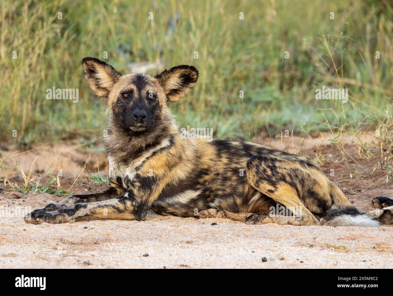 Ein wilder Hund, Lycaon Pictus, liegt auf dem Boden. Stockfoto