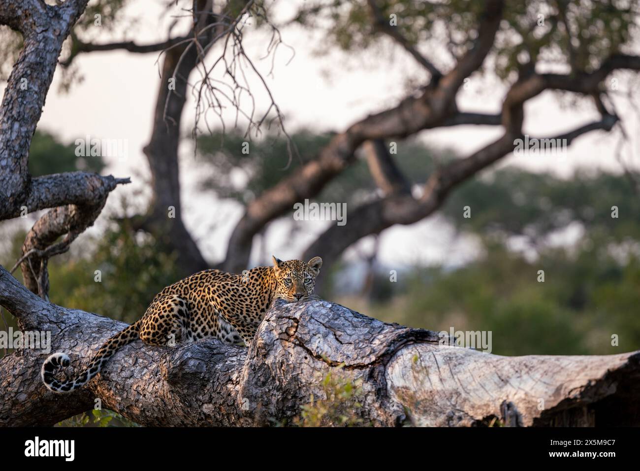 Eine Leopardenfrau, Panthera pardus, liegt auf einem Baumstamm. Stockfoto