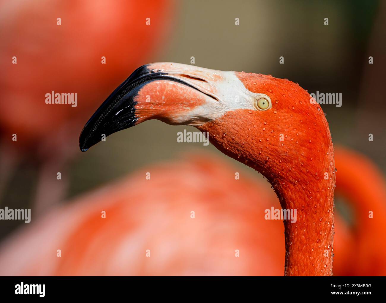 USA, Arizona, Waddell, Wildlife World Zoo. Nahkopfprofil des feuchten Flamingos. Stockfoto