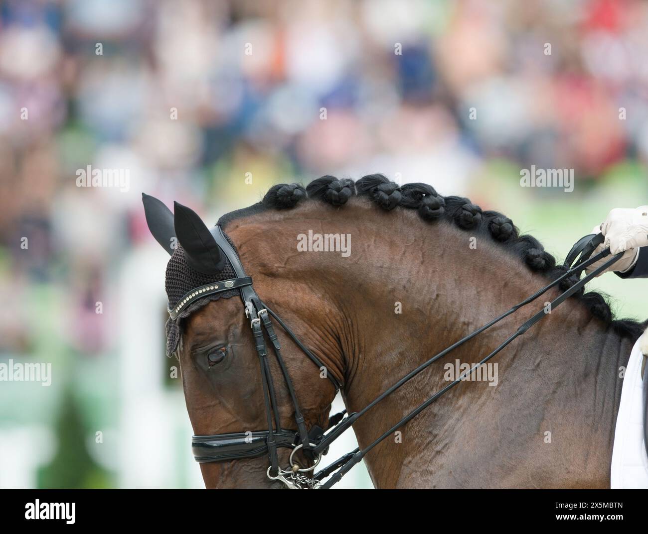 Nahaufnahme Pferdeporträt zoomt auf Pferden Zöpfe KnopfZöpfe auf Bucht Dressurpferd gut für Wettkampf präpariert doppelten Zaumzeug Leder r Stockfoto