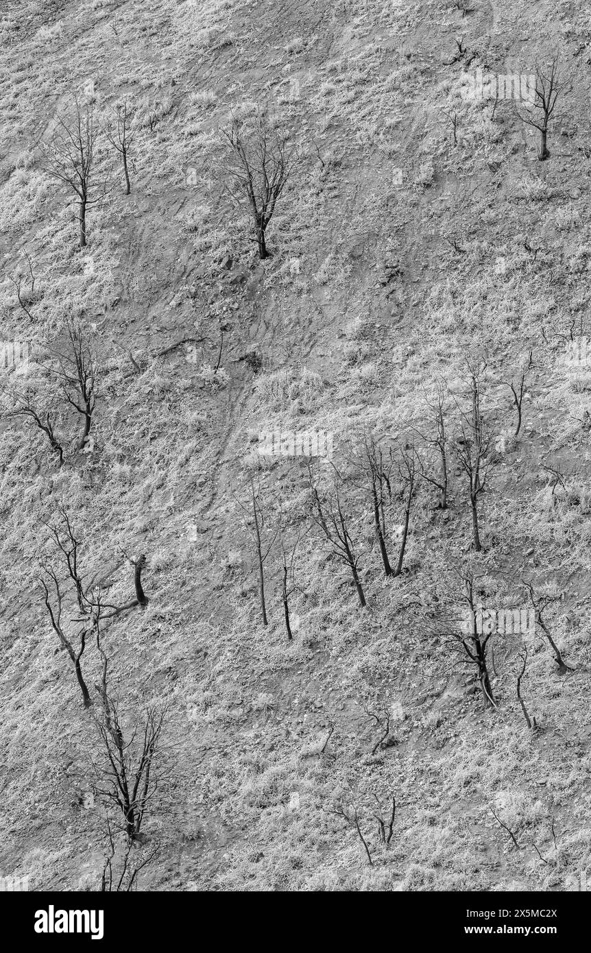 Buschhähne rufen, karger Boden nach dem Telegraph Fire von 2021, Tonto National Forest, Arizona Stockfoto