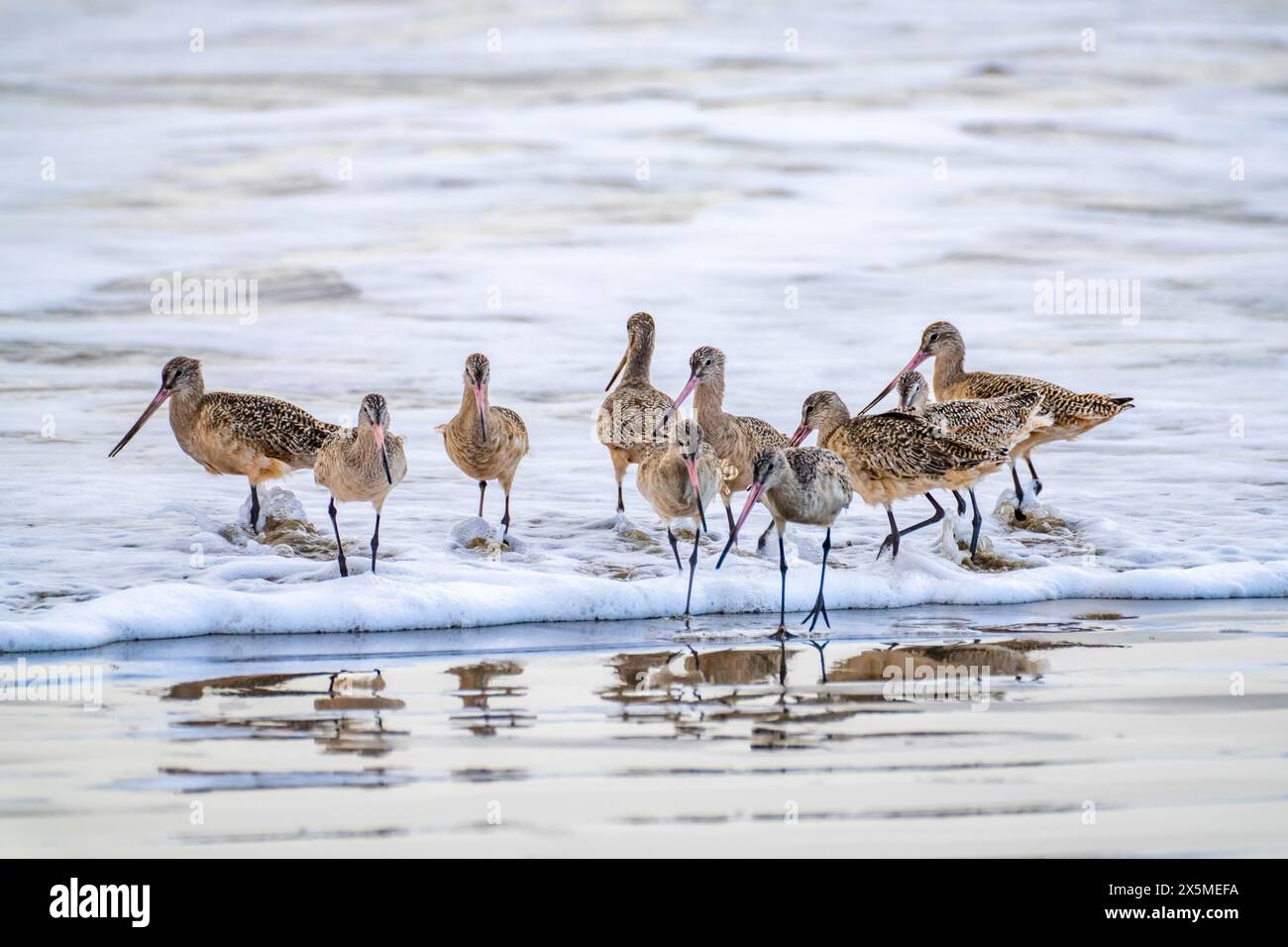 USA, Kalifornien, Morro Bay. Marmorierte Godwits in der Uferwelle. Stockfoto