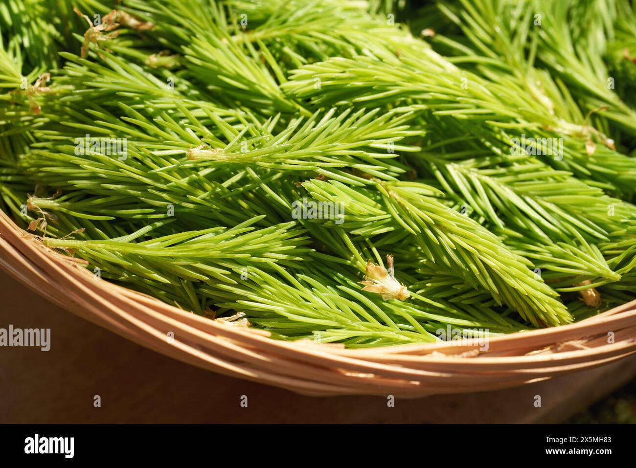 Jungfichtenspitzen im Frühjahr im Wald geerntet - Zutat für Kräutersirup gegen Husten Stockfoto