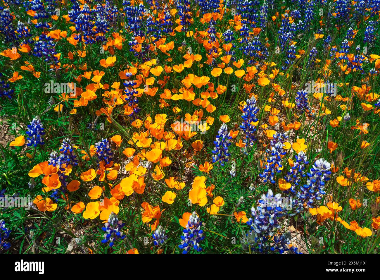 Kalifornische Mohnblumen und Lupinen am Figueroa Mountain, Los Padres National Forest, Kalifornien, USA Stockfoto