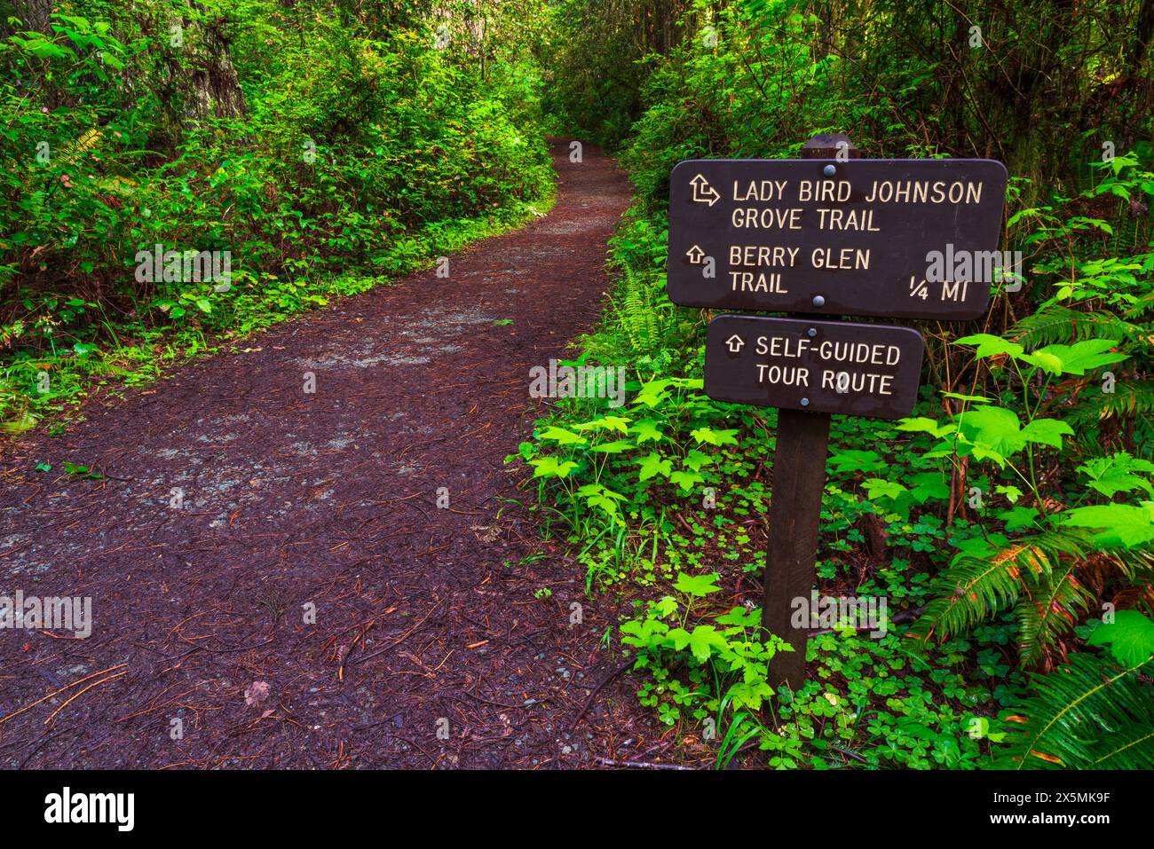 Wanderschild im Lady Bird Johnson Grove, Redwood National Park, Kalifornien, USA Stockfoto