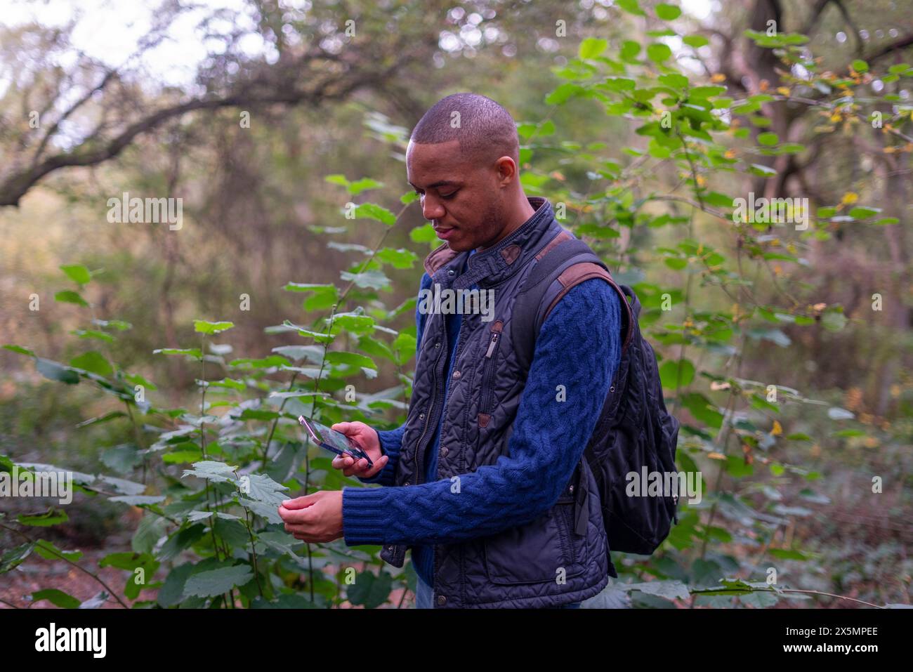 Ein Mann überprüft einen Namen eines Baumes auf dem Smartphone während eines Naturspaziergangs im Wald Stockfoto