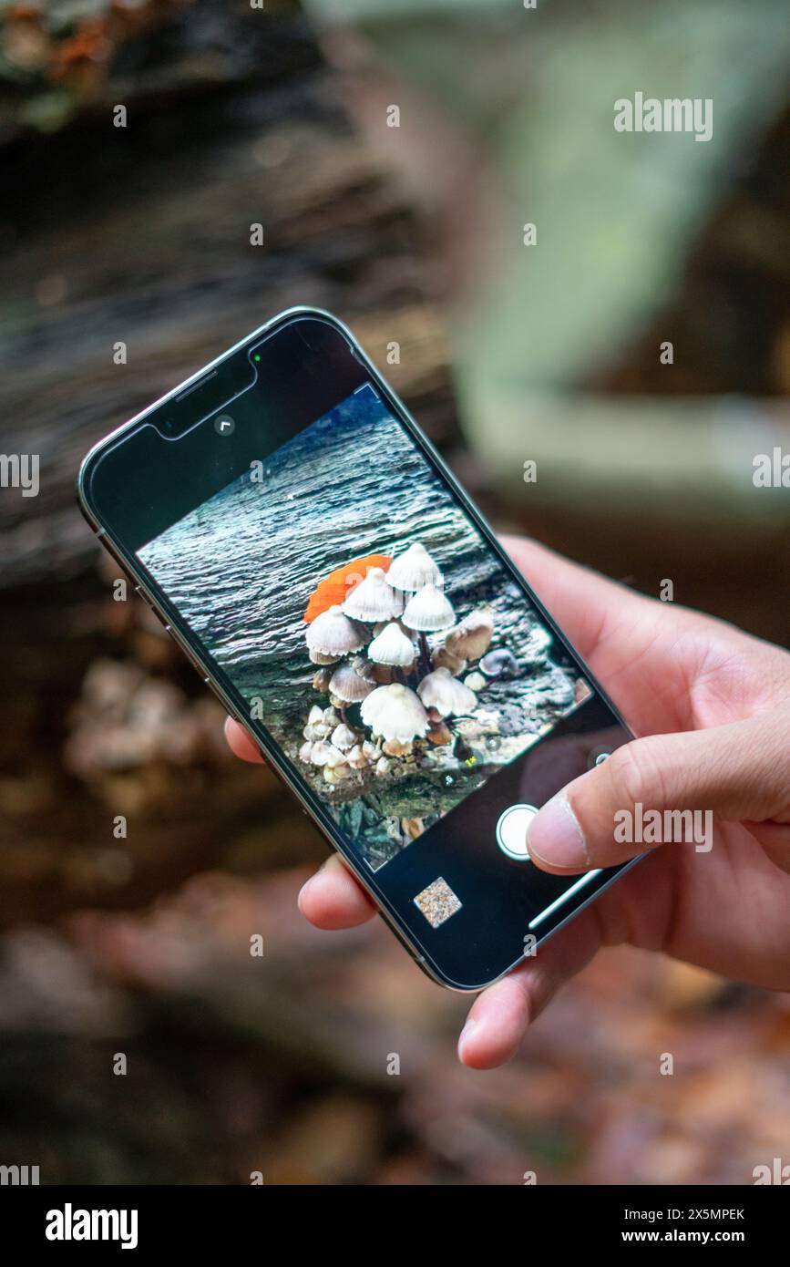 Ein Mann, der ein Smartphone mit einem Foto von Pilzen hält Stockfoto