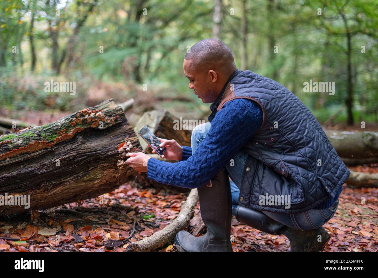 Ein Mann macht ein Foto von Pilzen, die im Herbst auf Baumstämmen wachsen Stockfoto