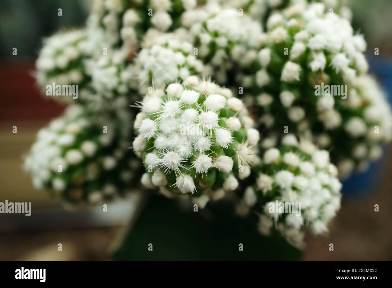 Ein einzigartiger Kakteen voller Blüten mit weißen Blumen, Makrofoto Stockfoto