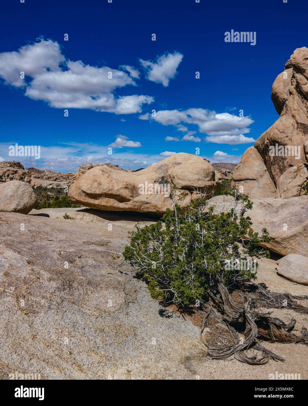 Hidden Valley, Joshua Tree National Park, Kalifornien Stockfoto