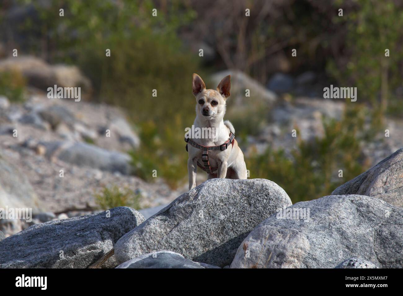 Mission Creek Preserve, Colorado Desert, Kalifornien Stockfoto