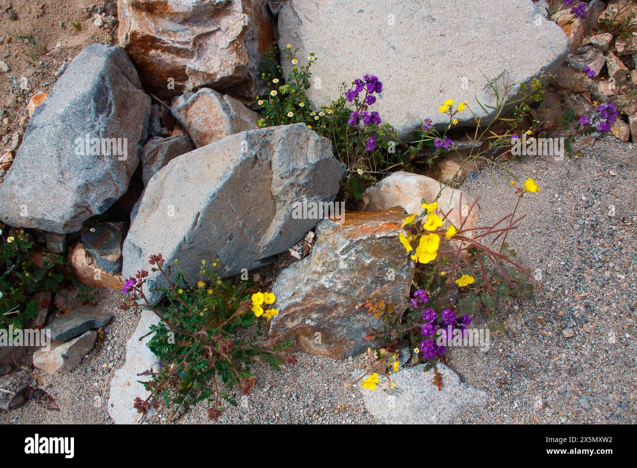 Zarte Frühlingsblumen in der Black Eagle Mine Road, Kalifornien Stockfoto