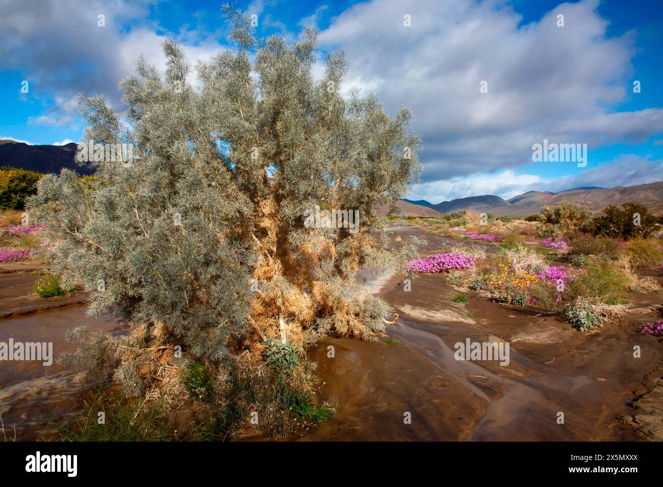 Anza Borrego Desert blüht im Frühling, Kalifornien Stockfoto