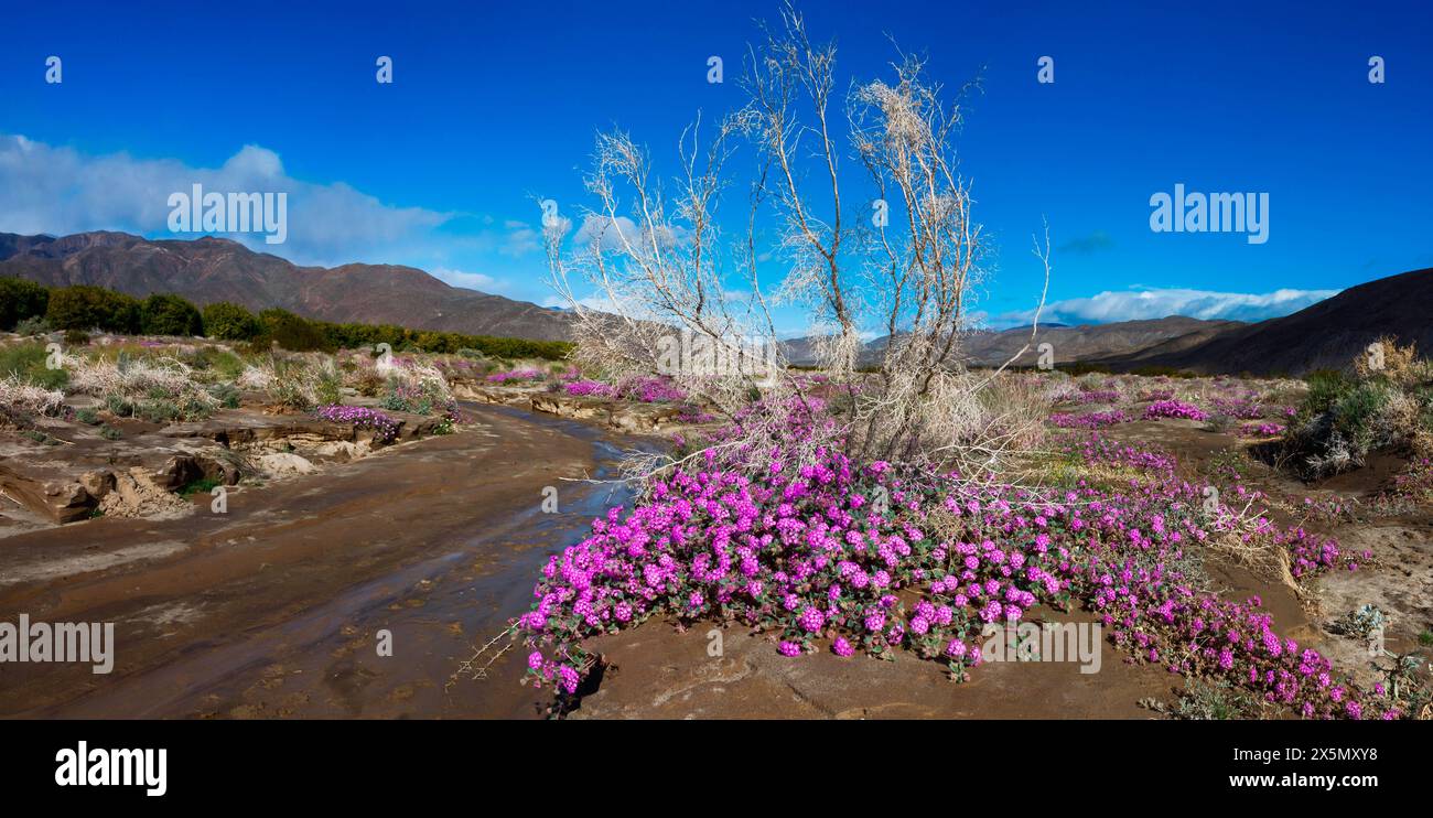 Anza Borrego Desert blüht im Frühling, Kalifornien Stockfoto