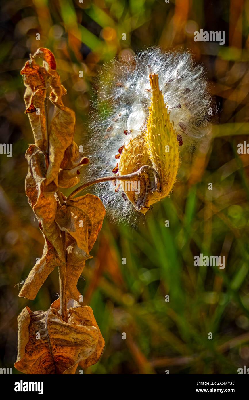 USA, Colorado, Fort Collins. Auffällige Milkweed Samenkapseln im Herbst. Stockfoto