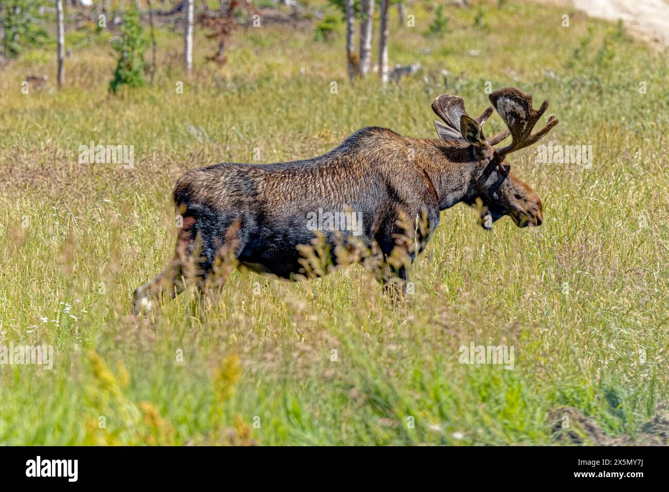 USA, Colorado, Fort Collins. Bullenelche im Gras. Stockfoto