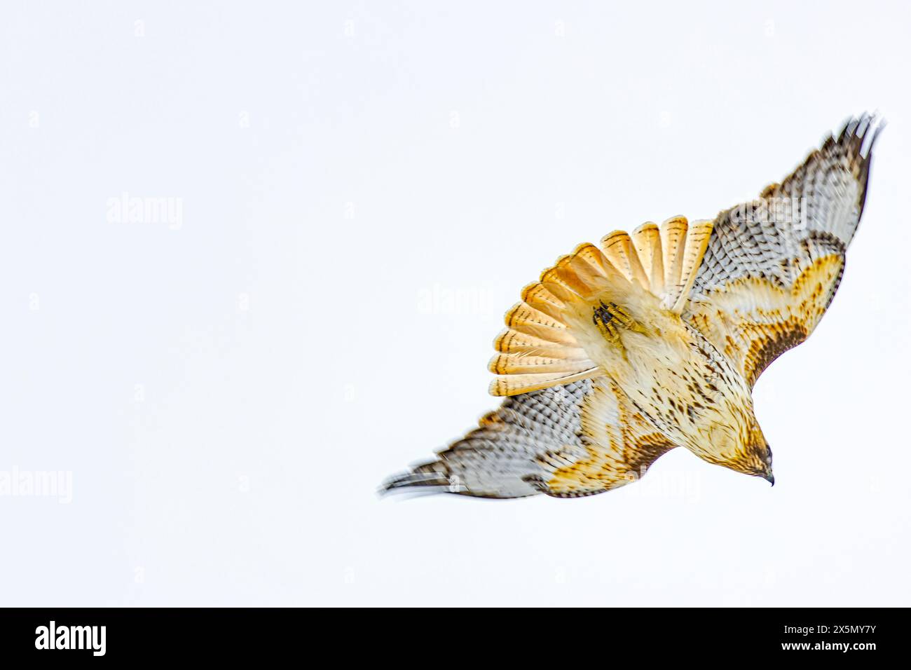 USA, Colorado, Fort Collins. Rotschwanzfalke im Flug. Stockfoto