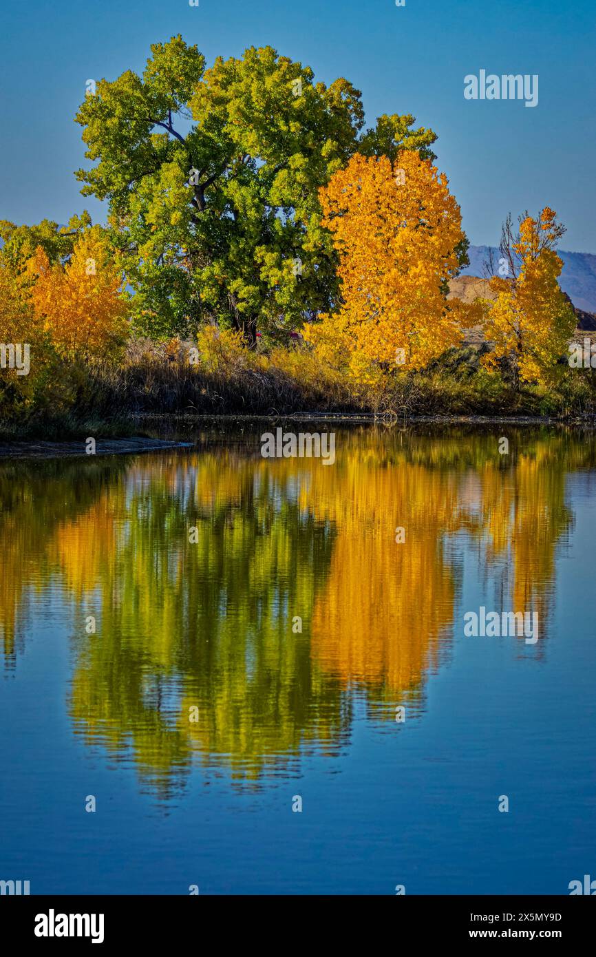 USA, Colorado, Fort Collins. Bäume spiegeln sich im Herbst im Wasser. Stockfoto