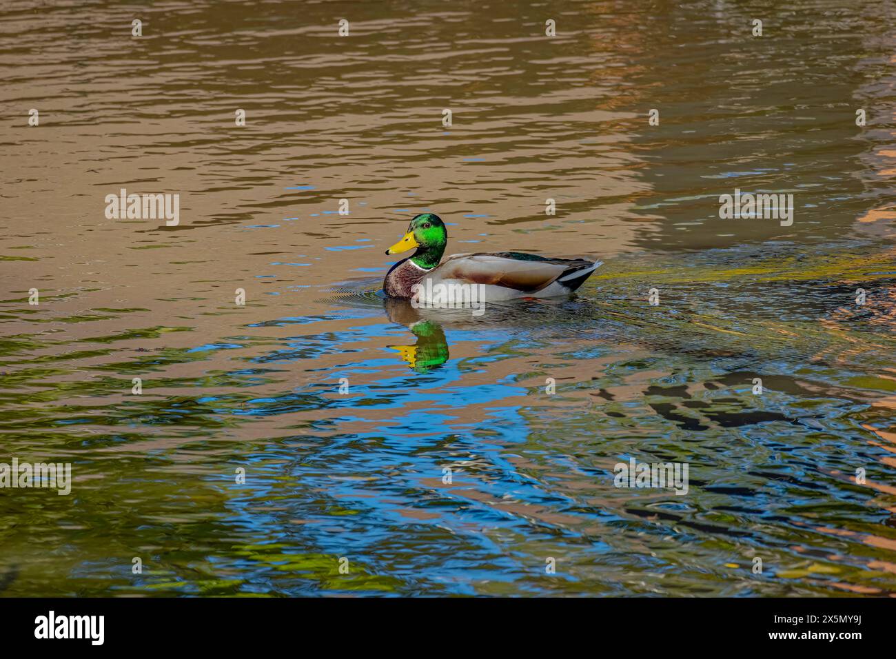 USA, Colorado, Fort Collins. Männliche Stockenten im Wasser. Stockfoto