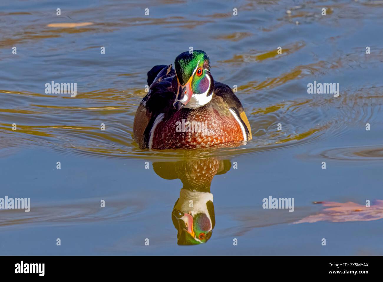 USA, Colorado, Fort Collins. Männliche amerikanische Holzente im Wasser. Stockfoto