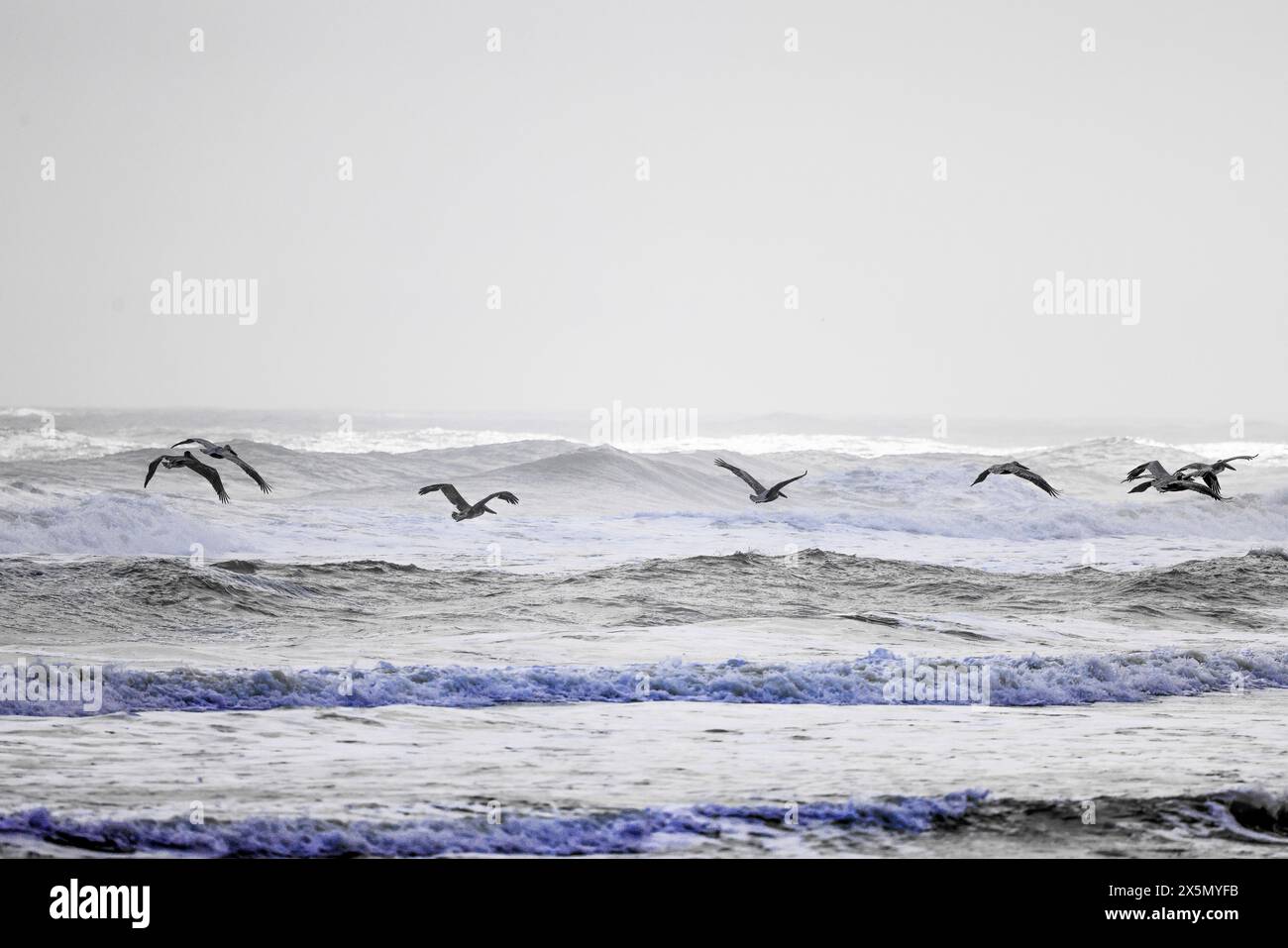 Pelicaner fliegen über New Smyrna Beach. Stockfoto