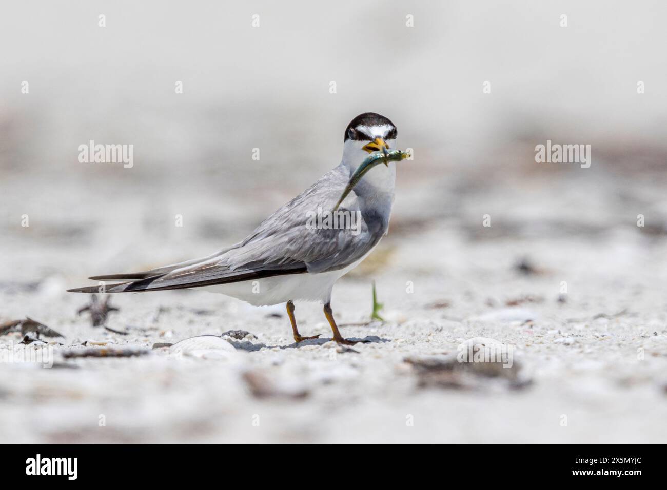 Eine gefährdete Seeschwalbe mit einem frisch gefangenen Fisch. Stockfoto