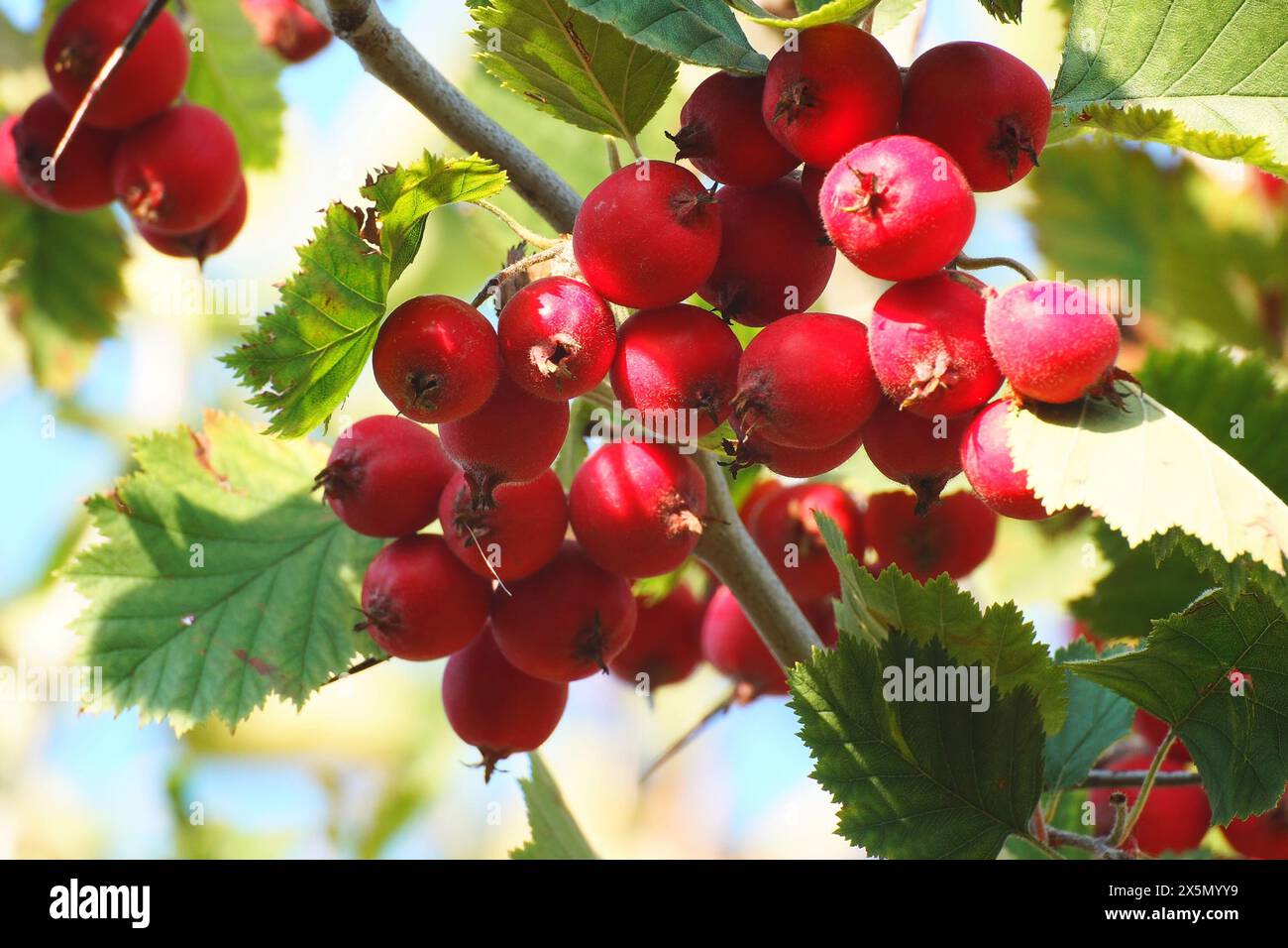 Rote reife Weißdornbeeren auf einem Zweig mit grünen Blättern Stockfoto