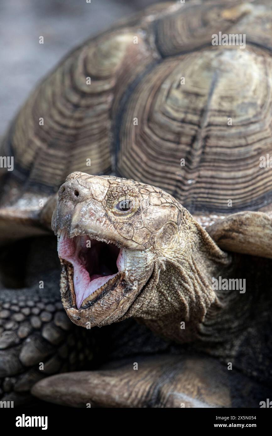 Kopf und Mund einer afrikanischen Schildkröte. Stockfoto