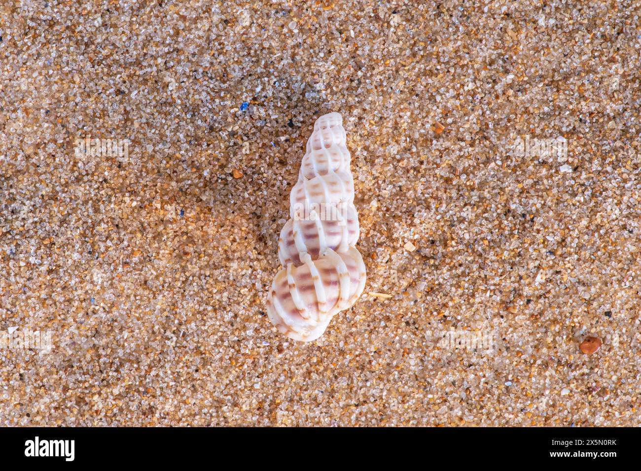 Nahaufnahme einer Schale auf einem sandigen Strand Stockfoto