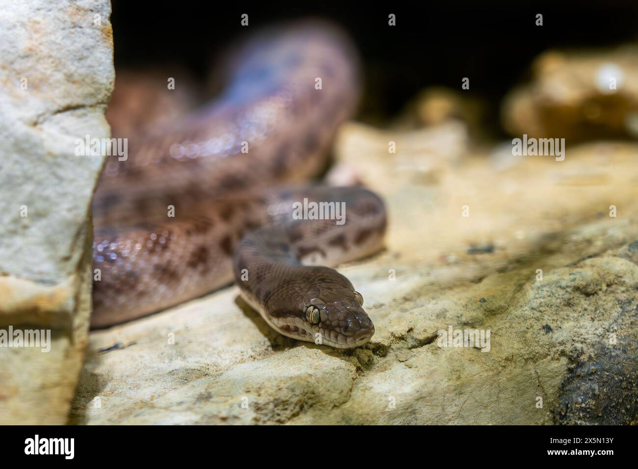 Children's Python - Antaresia childreni, wunderschöne giftige Schlange aus den Wäldern des Nordens Australiens, Sümpfen, Savannen und Wüsten. Stockfoto