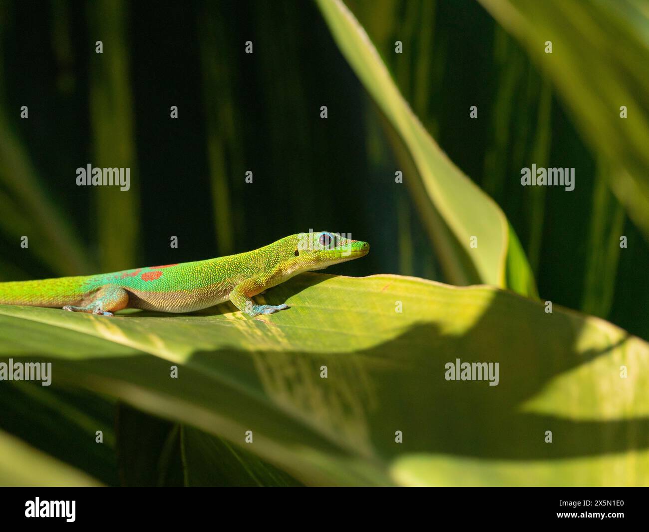 Goldstaubtag Gecko auf Ingwerblättern, Hawaii Stockfoto