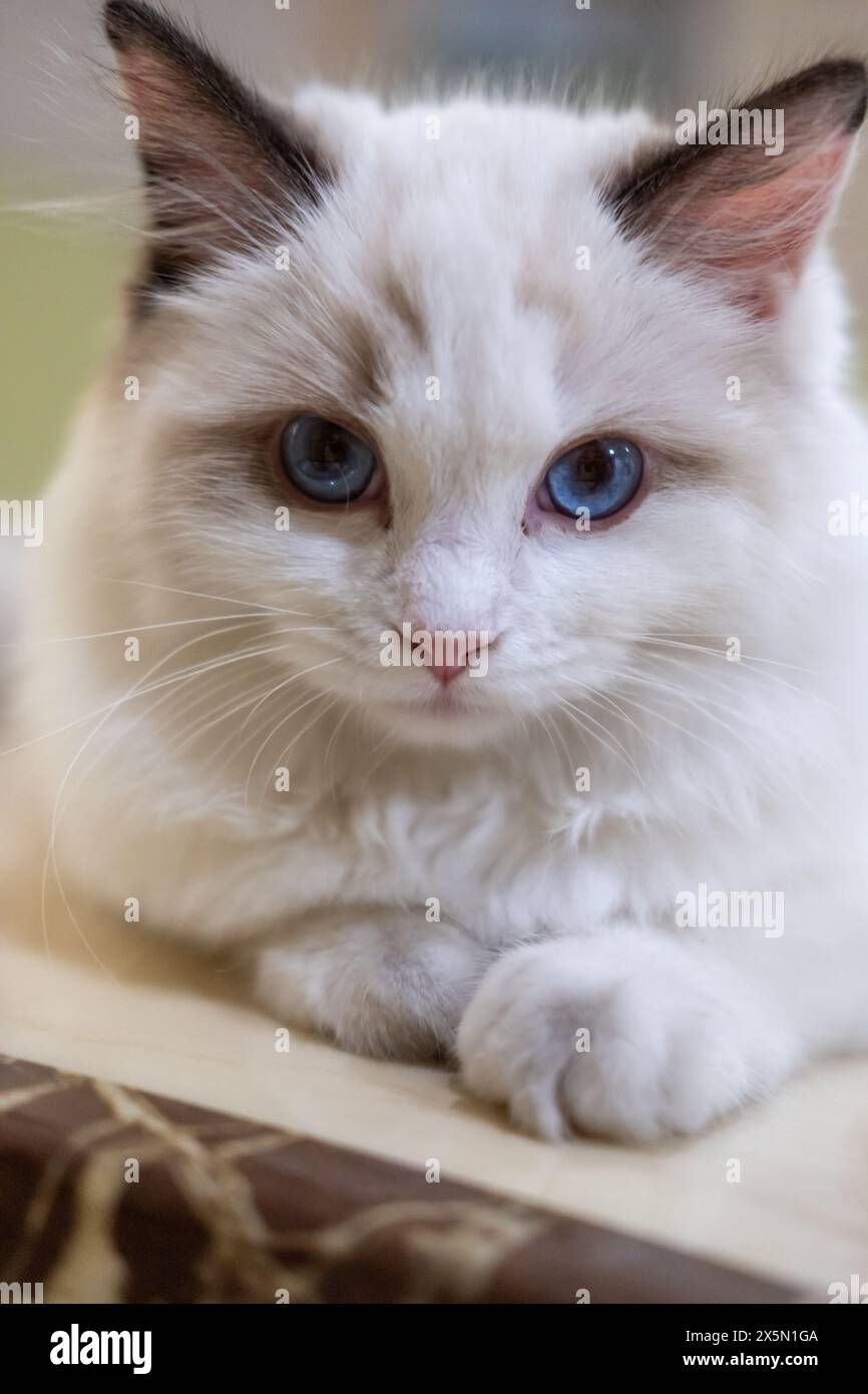 Süße, kleine Ragdoll-Katze. 4 Monate alt Stockfoto
