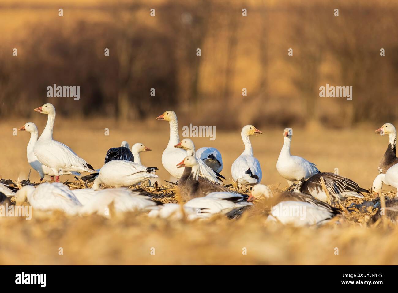 Schneegänse (Anser caerulescens) starten von Field, Marion County, Illinois. Stockfoto