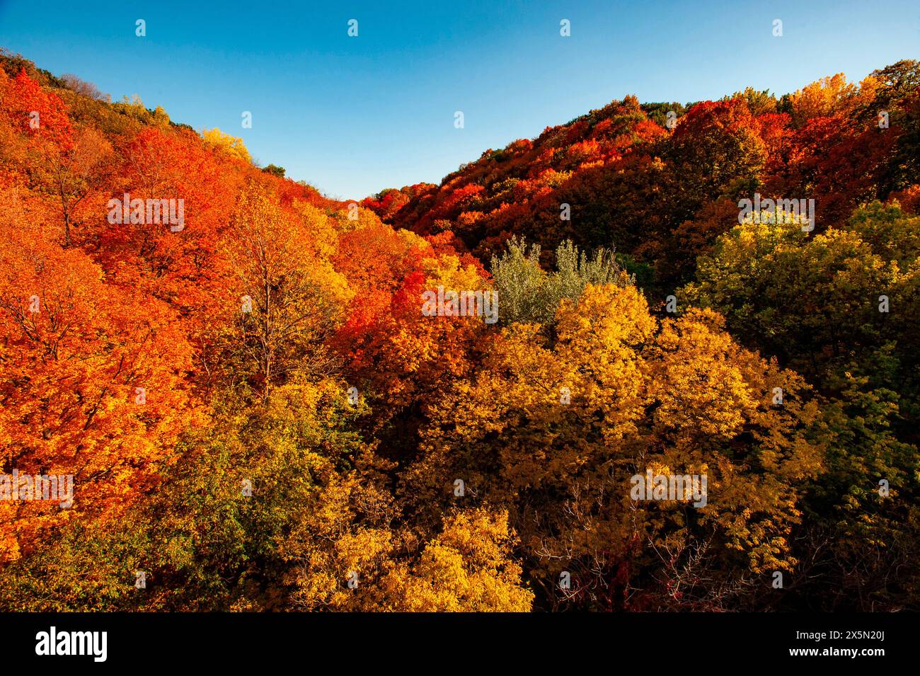 USA, Minnesota, Mendota Heights. Herbstfarbe, Ivey Falls Valley Stockfoto